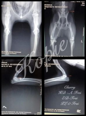 Cheery Queen Syrbianus Gesundheitsuntersuchung & Urkunden_3