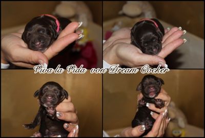 Hurra unsere Welpen sind da