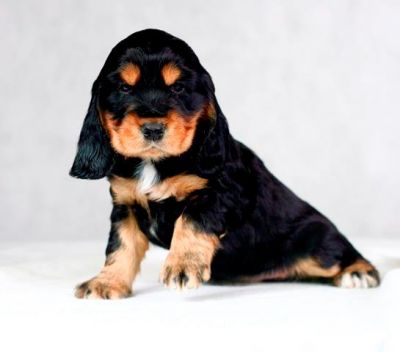 Gracia von Dream Cocker _2