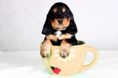 Gracia von Dream Cocker _3