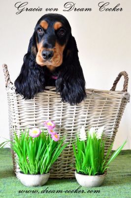 Gracia von Dream Cocker _5