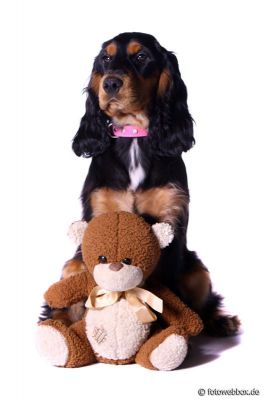 Gracia von Dream Cocker _6