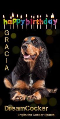 Gracia von Dream Cocker _9