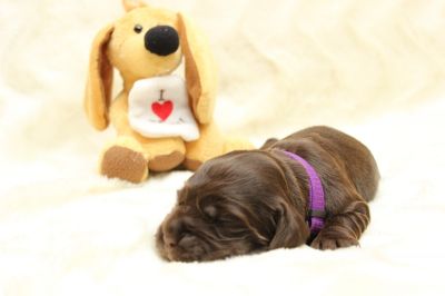 Dream Cocker Schokopralinen 10 tage alt _4