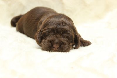 Dream Cocker Schokopralinen 10 tage alt _17