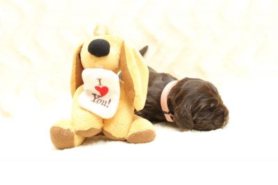 Dream Cocker Schokopralinen 10 tage alt _55