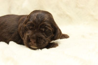 Dream Cocker Schokopralinen 10 tage alt _67