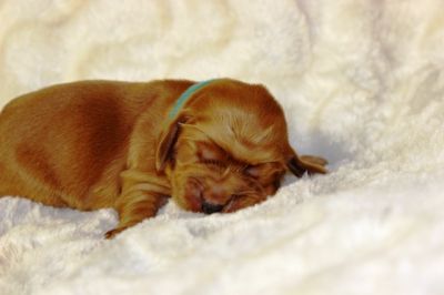 Wenn aus Liebe Leben wird...