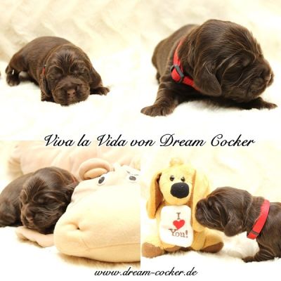 Dream Cocker Schokopralinen 10 tage alt _95