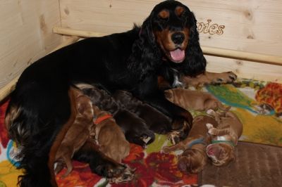 Hurra Gracias Welpen sind da _1