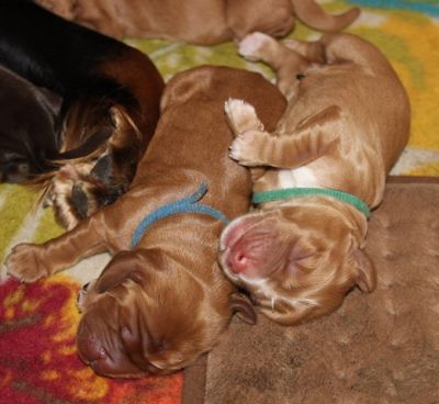 Hurra Gracias Welpen sind da _4