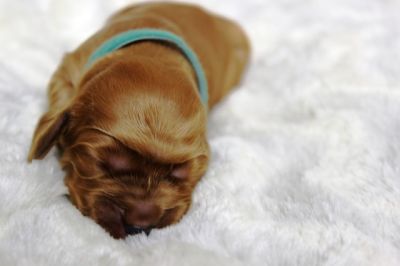 Wenn aus Liebe Leben wird...