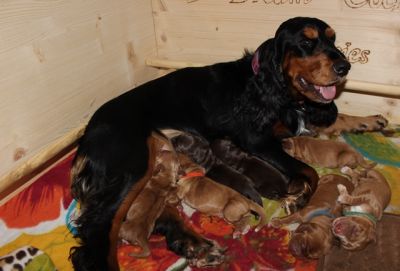 Hurra Gracias Welpen sind da _7