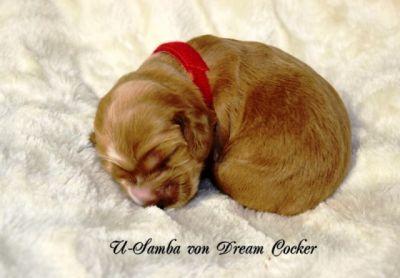 Wenn aus Liebe Leben wird...