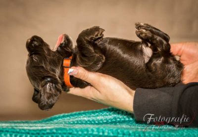 3 Wochen alt , die topmodels  _17