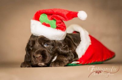 3 Wochen alt , die topmodels  _30