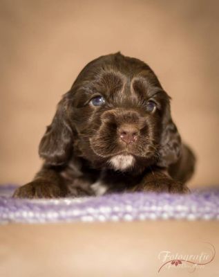 3 Wochen alt , die topmodels  _36