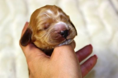 Wenn aus Liebe Leben wird...