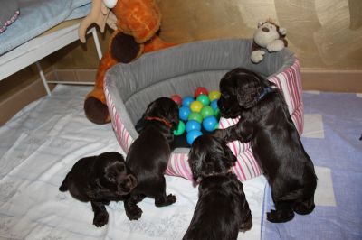 Wir sind 5 Wochen alt _11