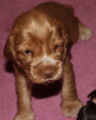 Wir sind 3 wochen alt _4