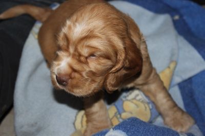 unsere süßen W-chen mit 4 wochen_3