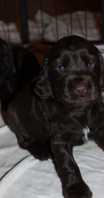 unsere süßen W-chen mit 4 wochen_10