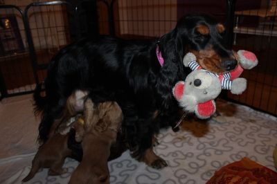 unsere süßen W-chen mit 4 wochen_11