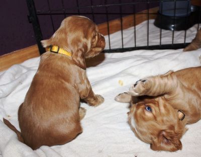 unsere süßen W-chen mit 4 wochen_28