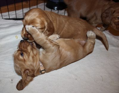 unsere süßen W-chen mit 4 wochen_32