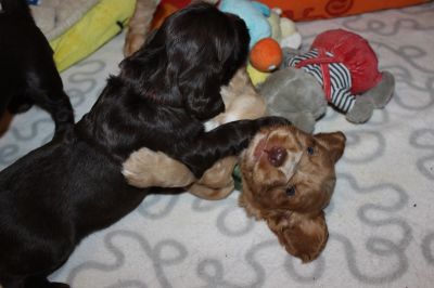 unsere süßen W-chen mit 4 wochen_39