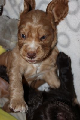 unsere süßen W-chen mit 4 wochen_42