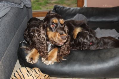 unsere V-chen mit 6 wochen_3