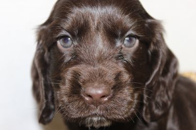 unsere V-chen mit 6 wochen_9