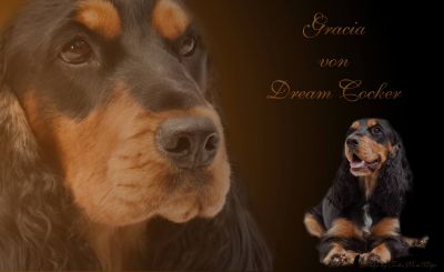Gracia von Dream Cocker _2