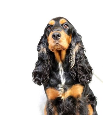 Gracia von Dream Cocker _3