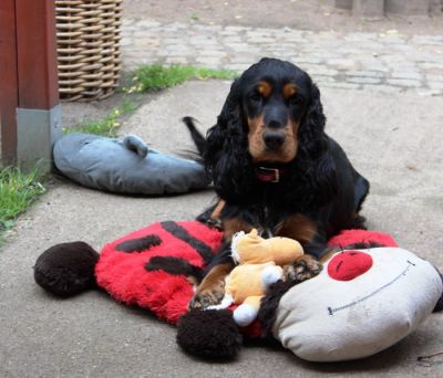 Gracia von Dream Cocker _4