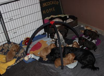 12 kleine Engelchen :-)_2