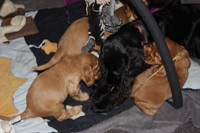 12 kleine Engelchen :-)_3