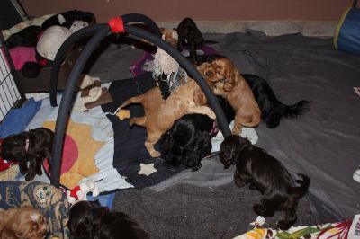 12 kleine Engelchen :-)_5