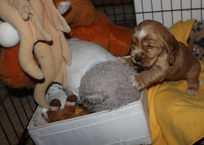 12 kleine Engelchen :-)_6