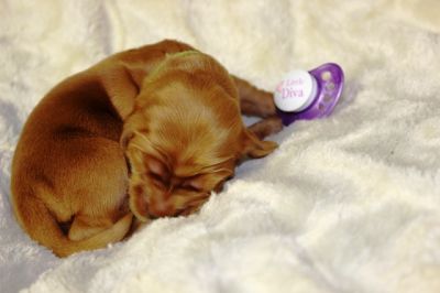 Wenn aus Liebe Leben wird...