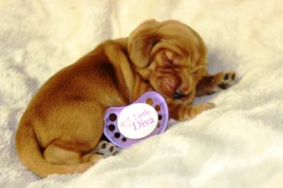 Wenn aus Liebe Leben wird...