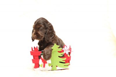 Wir sind jetzt 8 Wochen alt und zeigen eine echt seltene färbung _26