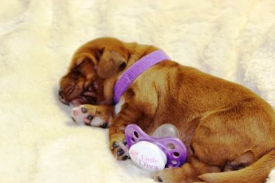 Wenn aus Liebe Leben wird...