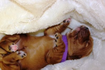 Wenn aus Liebe Leben wird...