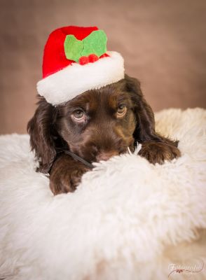 Richtige Traum Cocker _38