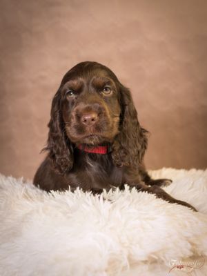 Richtige Traum Cocker _67