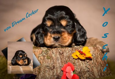 Unser Y Wurf Coco Chanel Welpen mit 4 Wochen _5