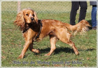 Ein wunderschöner Wurf auf den wir sehr stolz sind_22