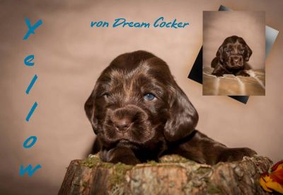 Y Littel die Herzensbrecher Coco Chanel A Wurf_34